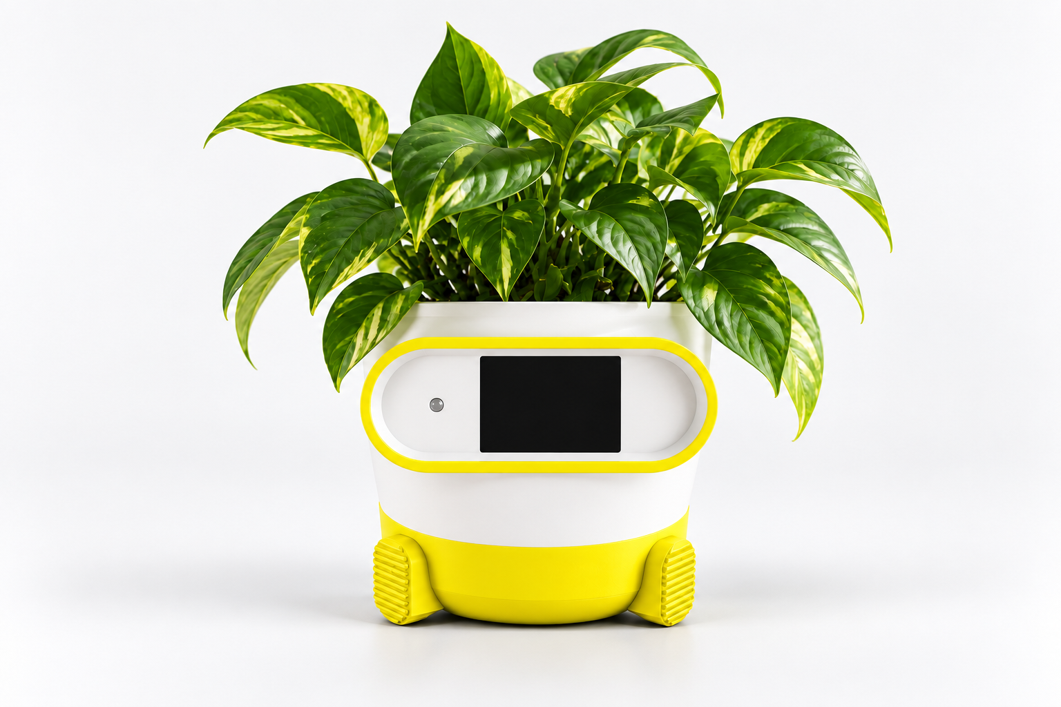 Yellow Peppy with a real plant